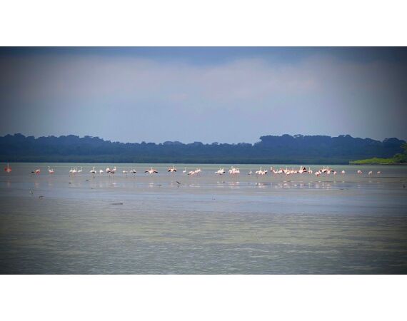 Guinea Bissau group nov 26