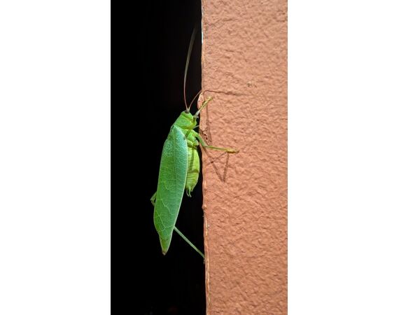 Guinea Bissau group nov 26