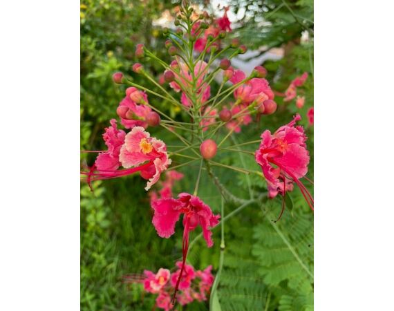 Guinea Bissau group nov 26