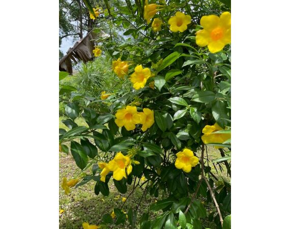 Guinea Bissau group nov 26