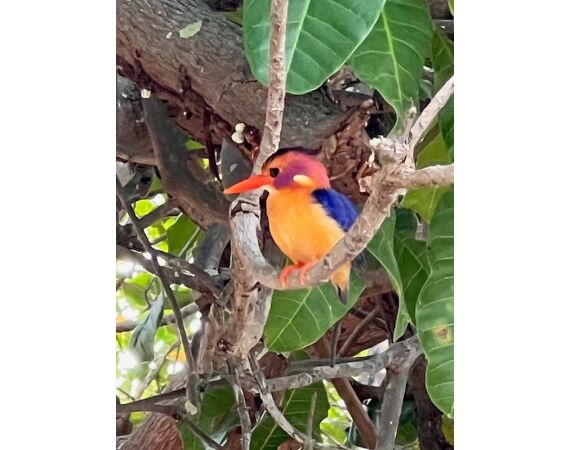 Guinea Bissau group nov 26