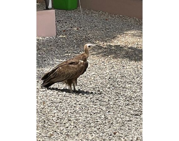 Guinea Bissau group nov 26