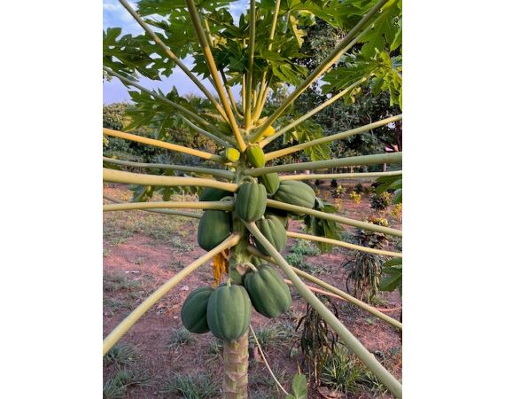 Guinea Bissau group nov 26