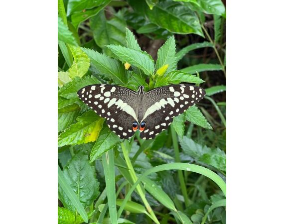 Guinea Bissau group nov 26