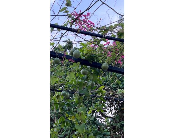 Guinea Bissau group nov 26