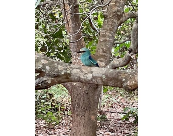 Guinea Bissau group nov 26