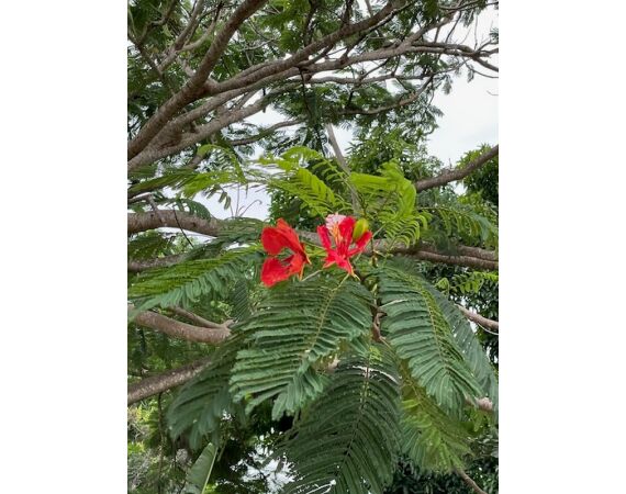 Guinea Bissau group nov 26