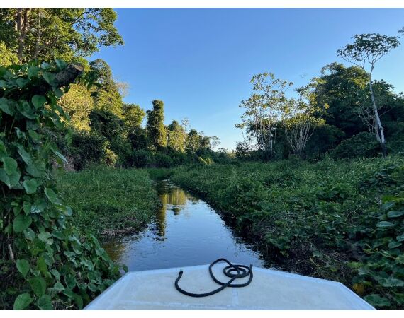 Arapaima Bolivia sep 2027