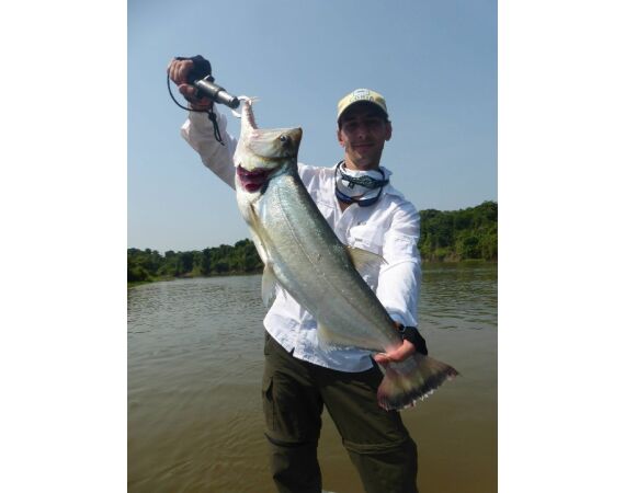 Arapaima Bolivia sep 2027