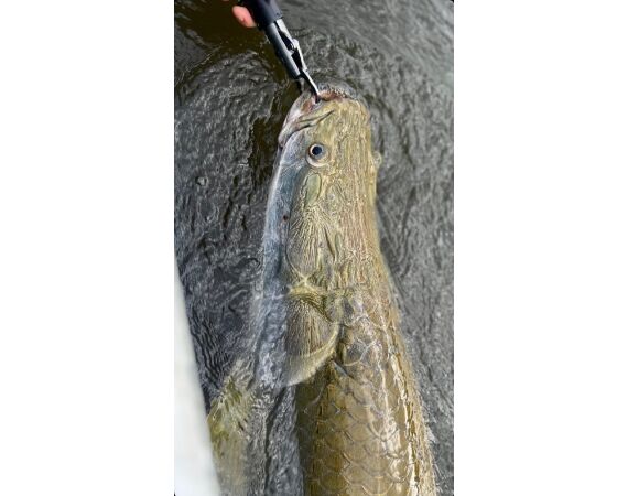 Arapaima Bolivia sep 2027