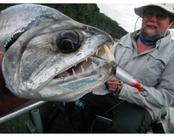 Arapaima Bolivia sep 2027