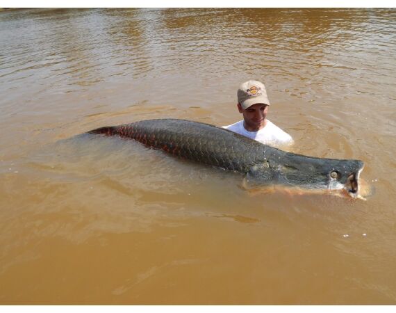 Arapaima Bolivia sep 2027
