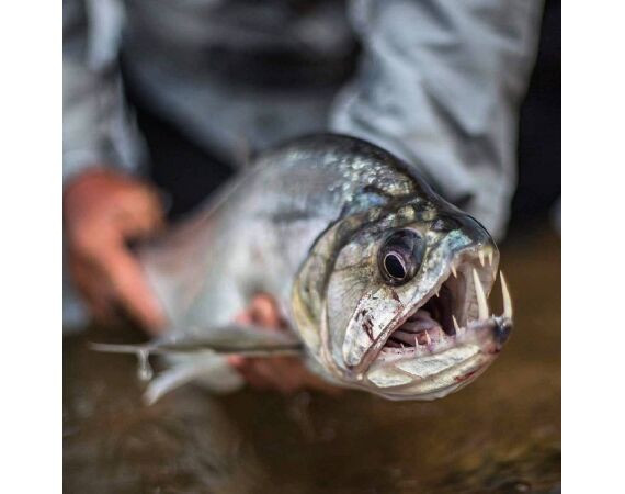 Arapaima Bolivia sep 2027