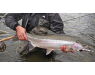 Canada salmon and sturgeon