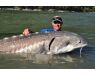 Canada salmon and sturgeon