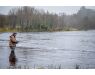 Drowes salmon Ireland