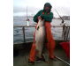Bering Sea, salmon and halibut