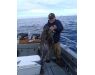 Bering Sea, salmon and halibut