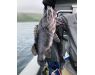 Bering Sea, salmon and halibut