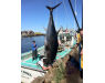 Nova Scotia, Bluefin tuna, Canada