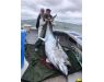 Nova Scotia, Bluefin tuna, Canada