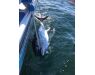 Nova Scotia, Bluefin tuna, Canada