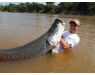 Arapaima Bolivia