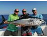 Spain Bluefintuna