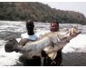 Uganda Nileperch