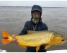 Argentina , Golden Dorado